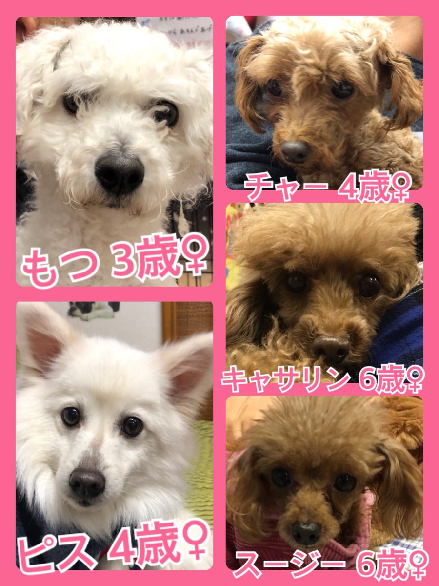 🐾今日の里親様募集中ワンコ🐶メンバーです🐾2020,1,9